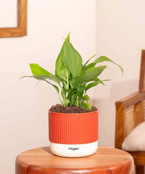 Peace Lily Plant With Mylo Self Watering Pot - Paytm Exclusive