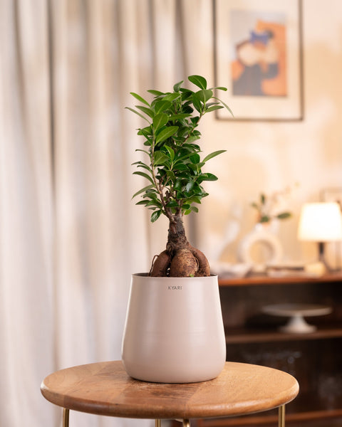 Lucky Bonsai Plant with Medium Metal Self Watering Pot