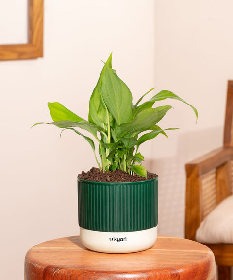 Peace Lily Plant With Mylo Self Watering Pot - Paytm Exclusive