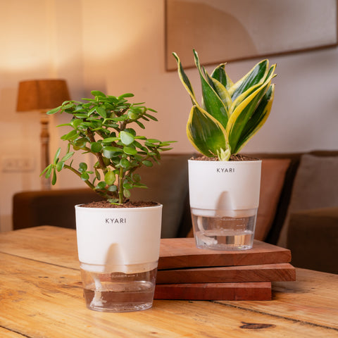 Lucky Jade & Golden Hahnii Snake Plant Combo Self Watering Pot