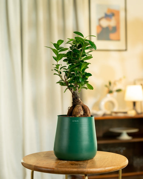 Lucky Bonsai Plant with Medium Metal Self Watering Pot