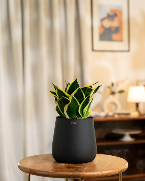 Golden Hahnii Snake Plant with Medium Metal Self Watering Pot