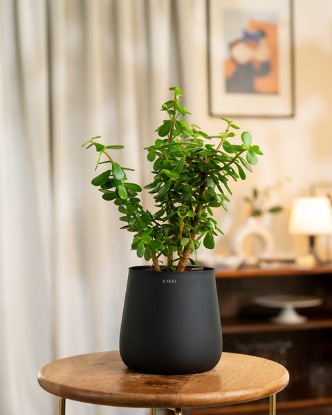 Lucky Jade Plant with Medium Metal Self Watering Pot