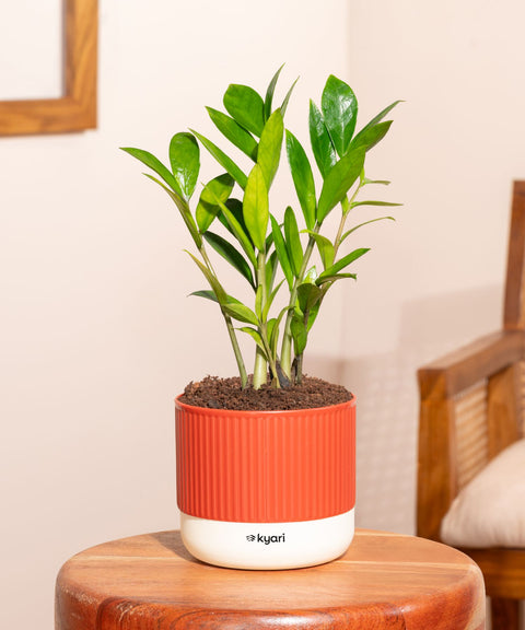 Zamia Green - ZZ Plant With Mylo Self Watering Pot