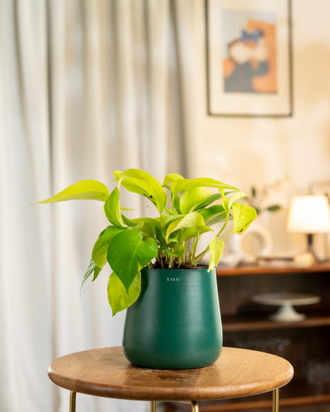 Golden Money Plant with Medium Metal Self Watering Pot
