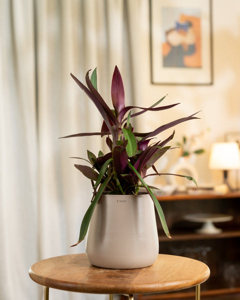 Oyster Plant with Medium Metal Self Watering Pot