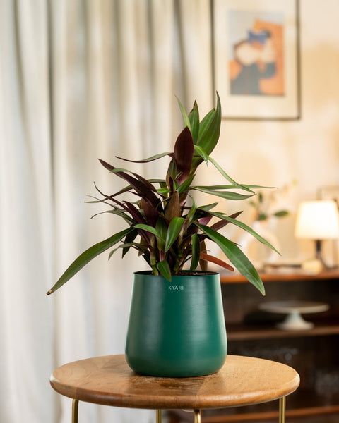 Oyster Plant with Medium Metal Self Watering Pot