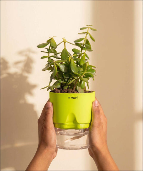 Lucky Jade Plant With Self Watering Pot