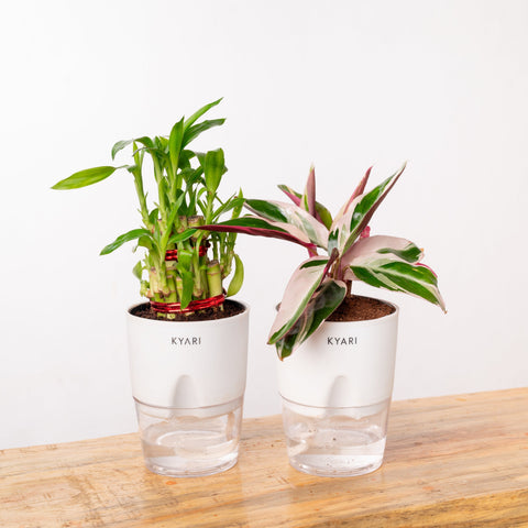 Lucky Bamboo & Calathea Triostar Self Watering Pot