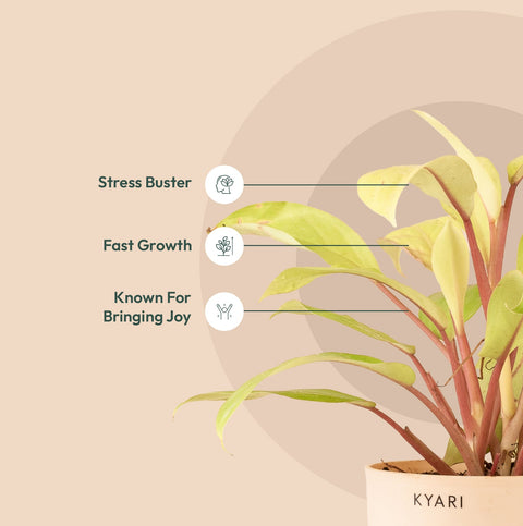 Philodendron Ceylon (Golden) Plant With Self Watering Pot Paytm Exclusive