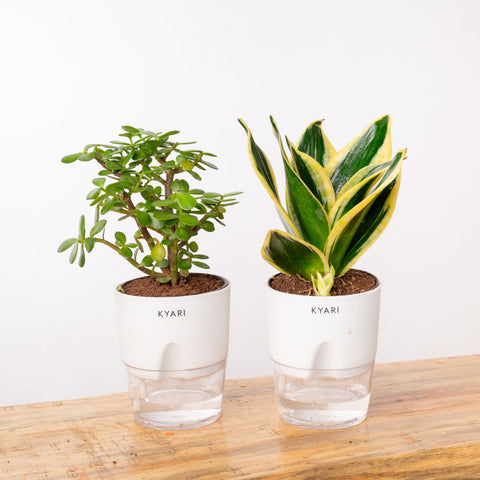 Lucky Jade & Golden Hahnii Snake Plant Combo Self Watering Pot