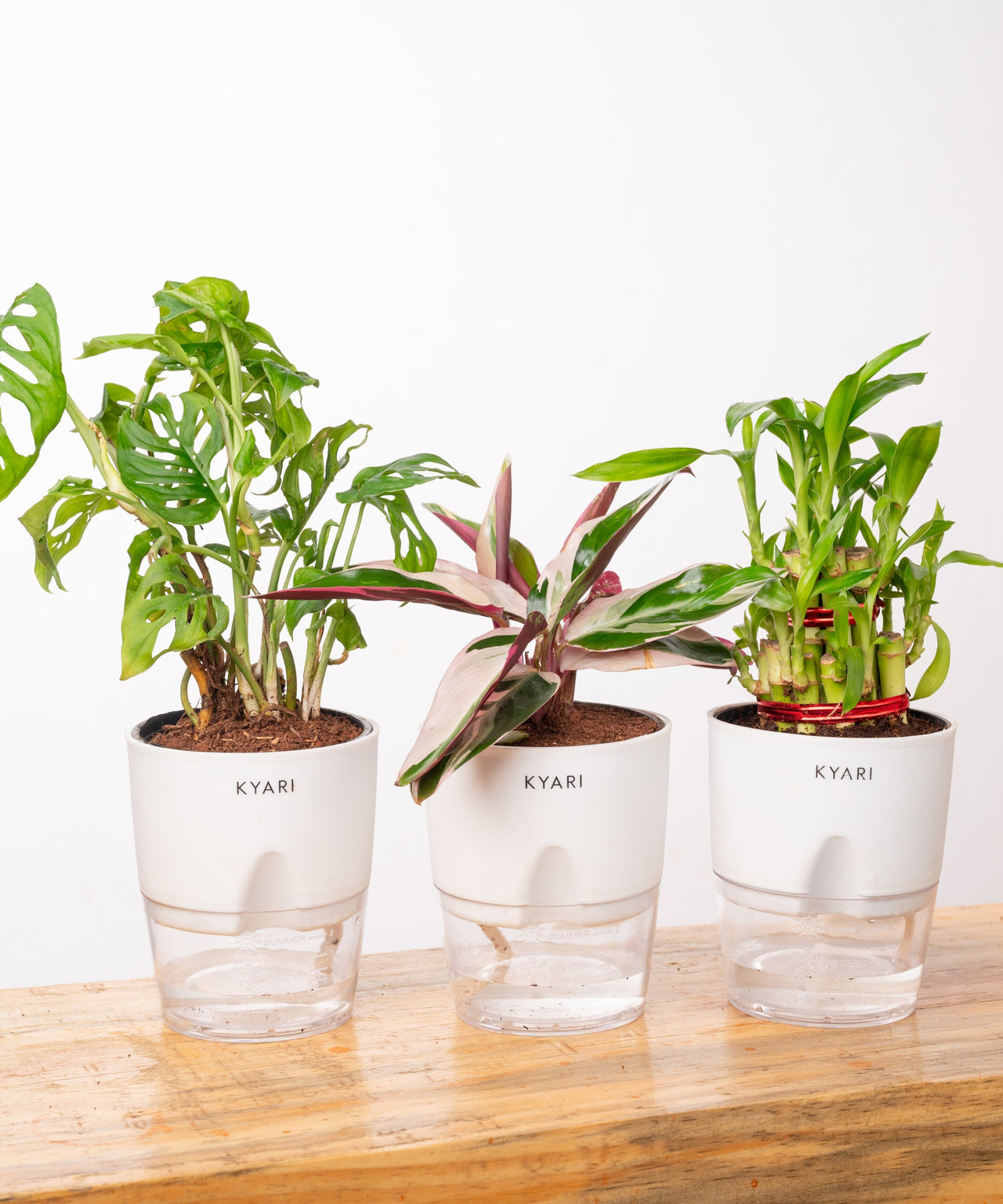 Shop Lucky Indoor Jade Plant (Crassula Ovata)-Jade Tree – shop.kyari