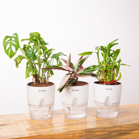 Broken Heart, Lucky Bamboo & Calathea Triostar Plant Combo