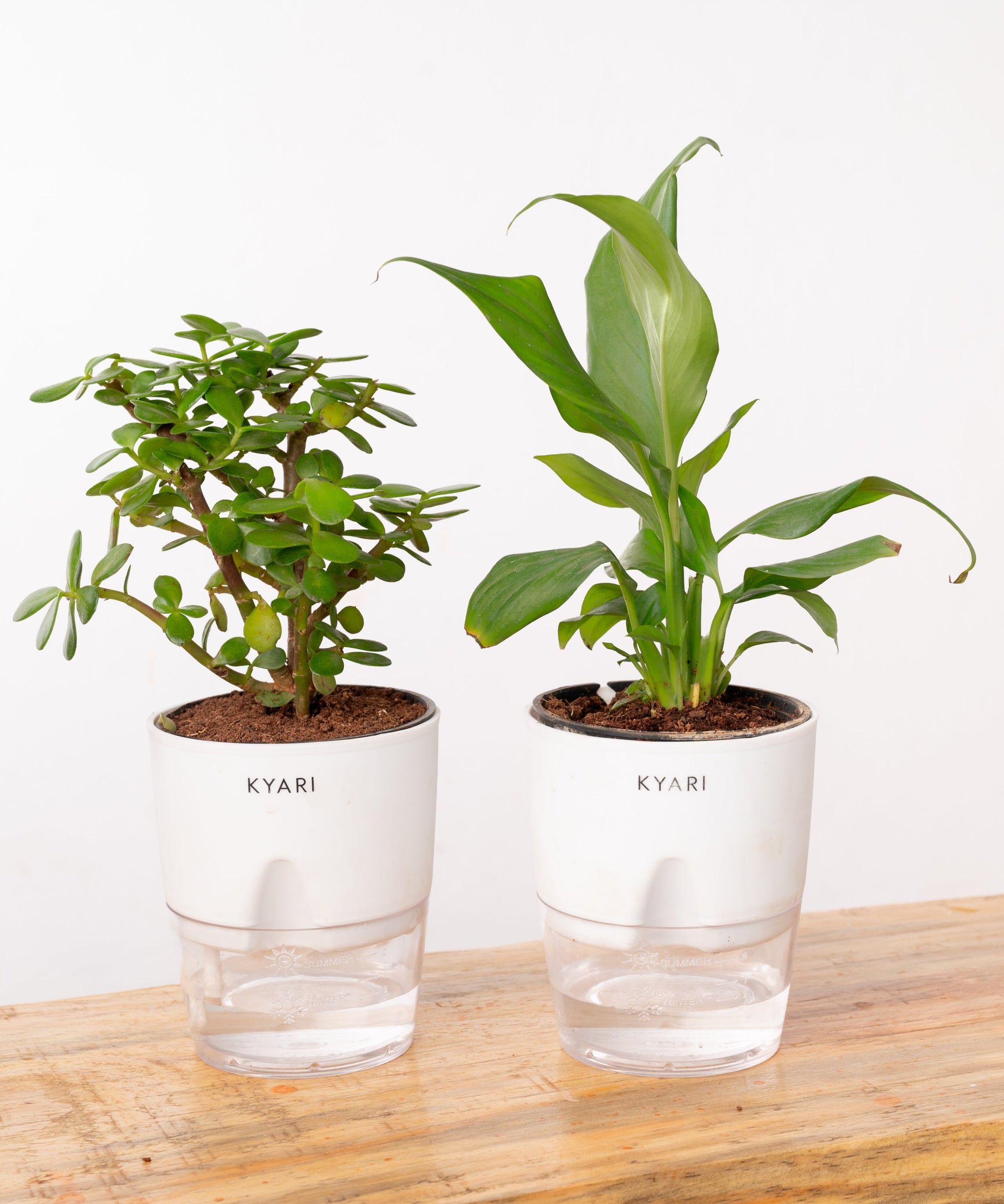 Shop Lucky Indoor Jade Plant (Crassula Ovata)-Jade Tree – shop.kyari