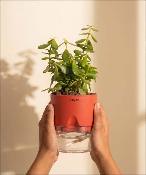 Lucky Jade Plant With Self Watering Pot