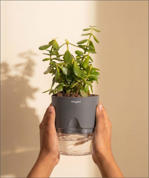Lucky Jade Plant With Self Watering Pot