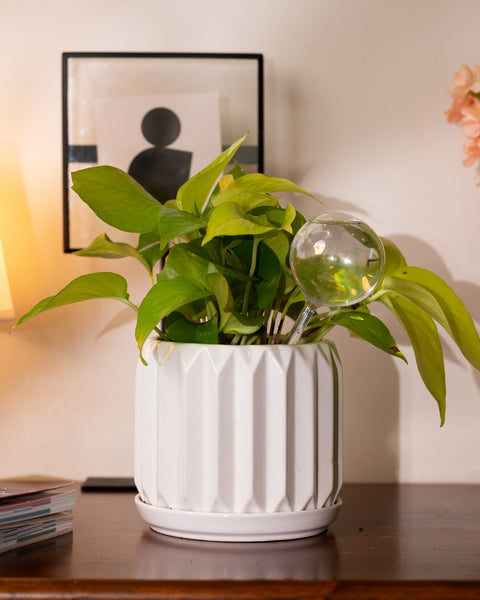 KYARI Plant Watering Globe - pack of 1