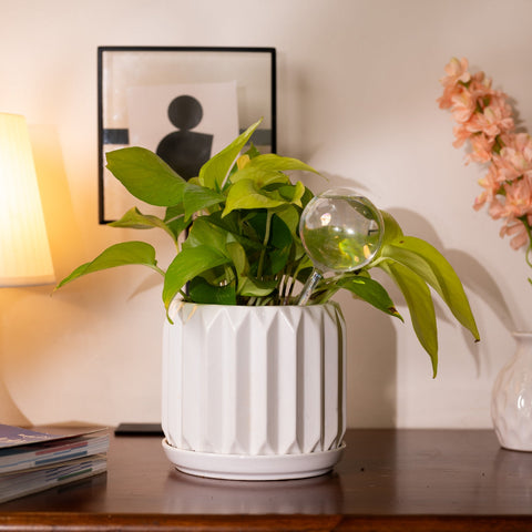 Plant Globe