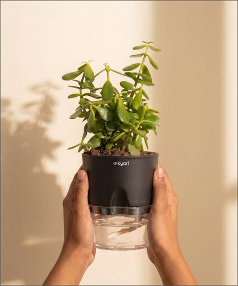 Lucky Jade Plant With Self Watering Pot