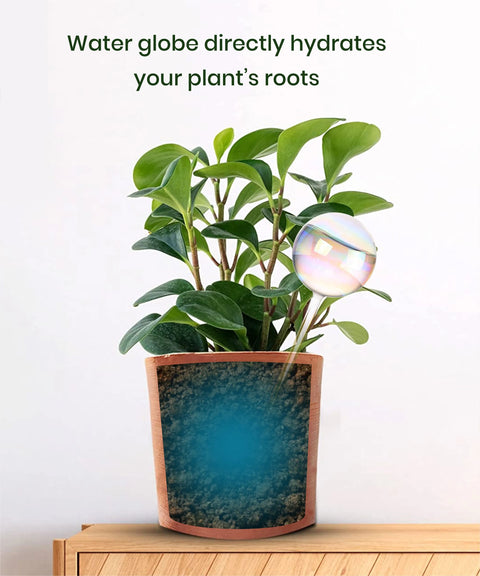 Plant Watering Globe