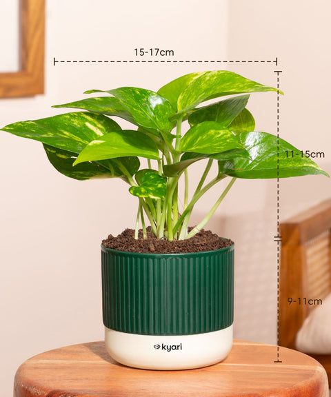 Money Variegated Plant With Mylo Self Watering Pot