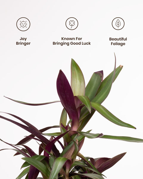 Oyster Plant with Medium Metal Self Watering Pot