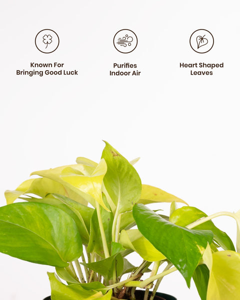 Golden Money Plant with Medium Metal Self Watering Pot