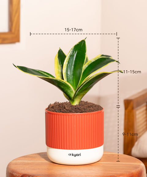 Golden Hahnii Snake Plant With Mylo Self Watering Pot - Paytm Exclusive