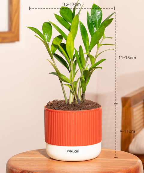 Zamia Green - ZZ Plant With Mylo Self Watering Pot- Paytm Exclusive