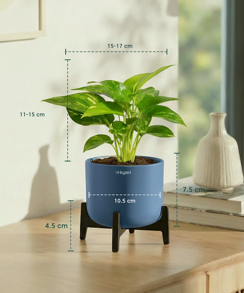 Money Varigated Plant with Aira Pot