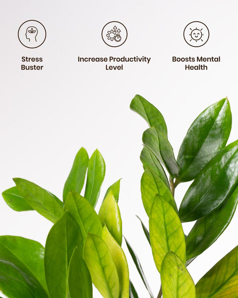 Zamia Green - ZZ Plant with Medium Metal Self Watering Pot