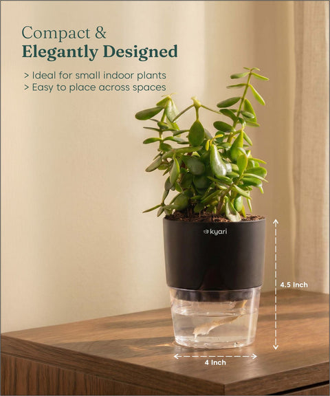 Lucky Jade Plant With Self Watering Pot