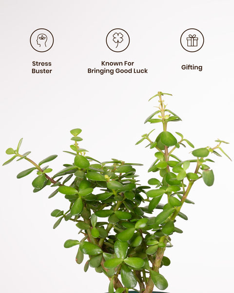 Lucky Jade Plant with Medium Metal Self Watering Pot