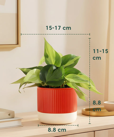 Philodendron Oxycardium Variegated Plant With Mylo Planter