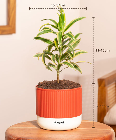 Song Of India Plant With Mylo Self Watering Pot