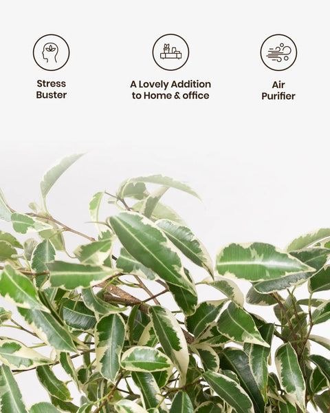 Ficus Safari Plant with Medium Metal Self Watering Pot
