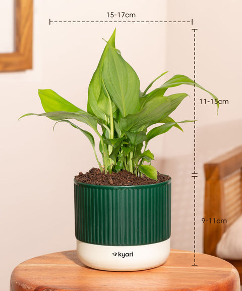 Peace Lily Plant With Mylo Self Watering Pot - Paytm Exclusive