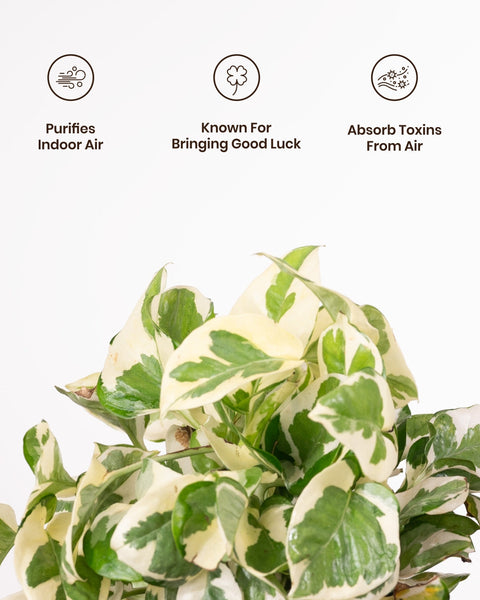 Money N'Joy Plant with Medium Metal Self Watering Pot