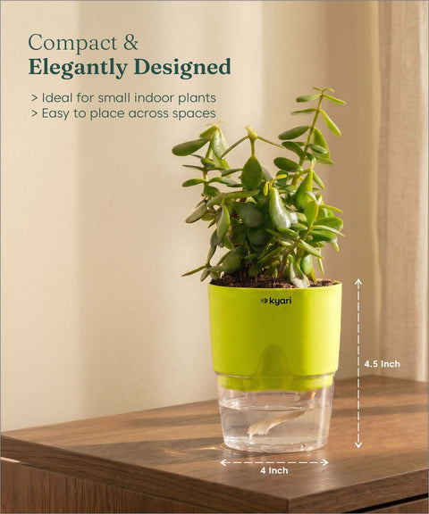 Lucky Jade Plant With Self Watering Pot