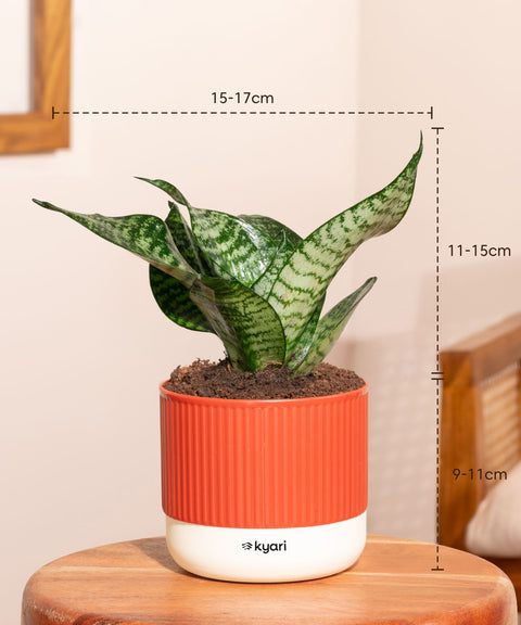 Green Snake Plant With Mylo Self Watering Pot - Paytm Exclusive