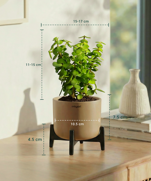 Jade Plant with Aira Pot