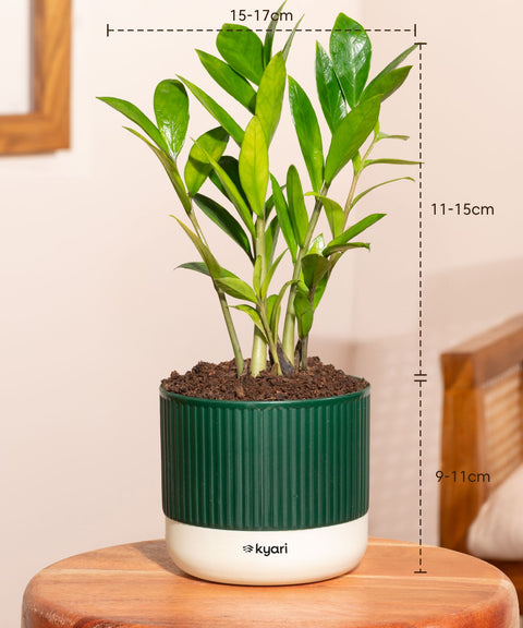 Zamia Green - ZZ Plant With Mylo Self Watering Pot- Paytm Exclusive