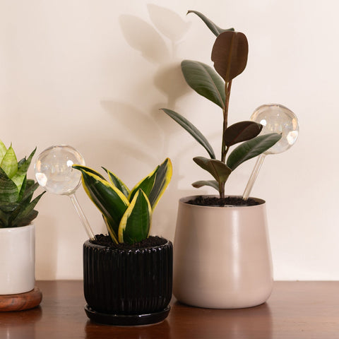 Plant Globe
