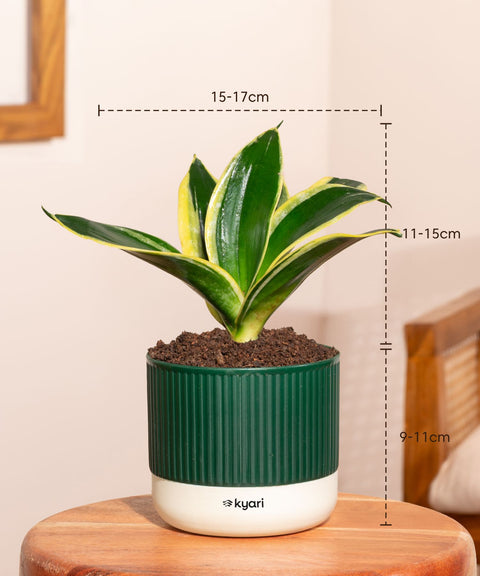 Golden Hahnii Snake Plant With Mylo Self Watering Pot - Paytm Exclusive