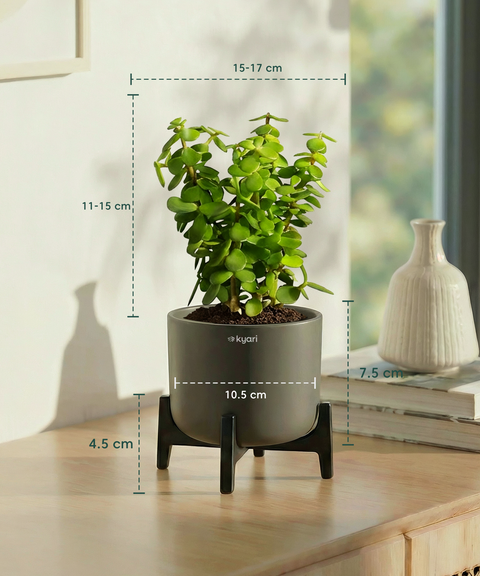Jade Plant with Aira Pot