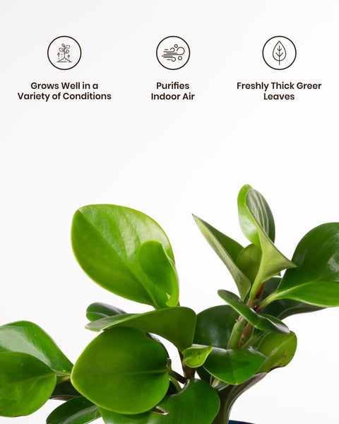 Peperomia Green Plant with Medium Metal Self Watering Pot