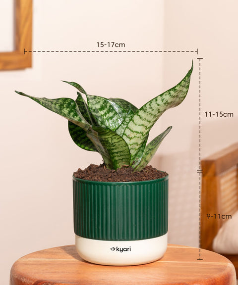 Green Snake Plant With Mylo Self Watering Pot - Paytm Exclusive