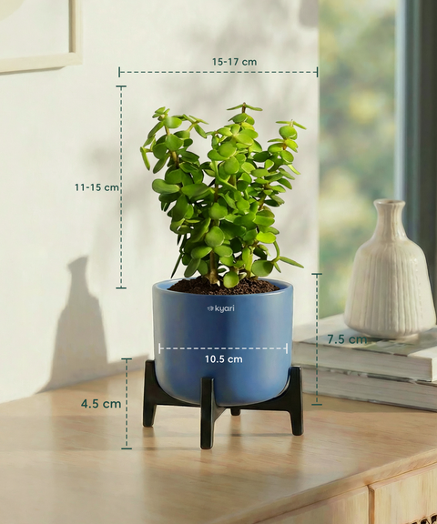 Jade Plant with Aira Pot