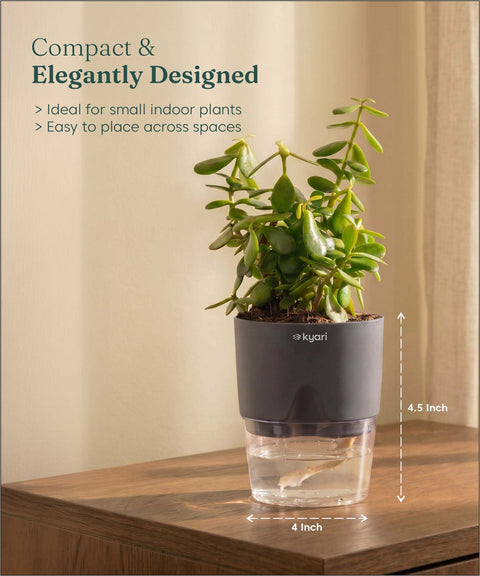 Lucky Jade Plant With Self Watering Pot