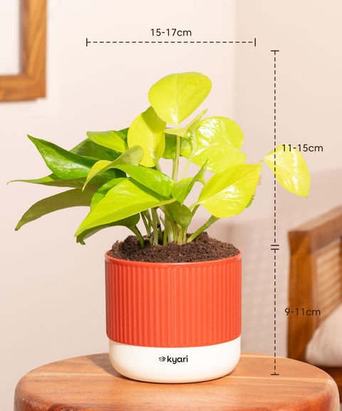 Golden Money Plant With Mylo Self Watering Pot
